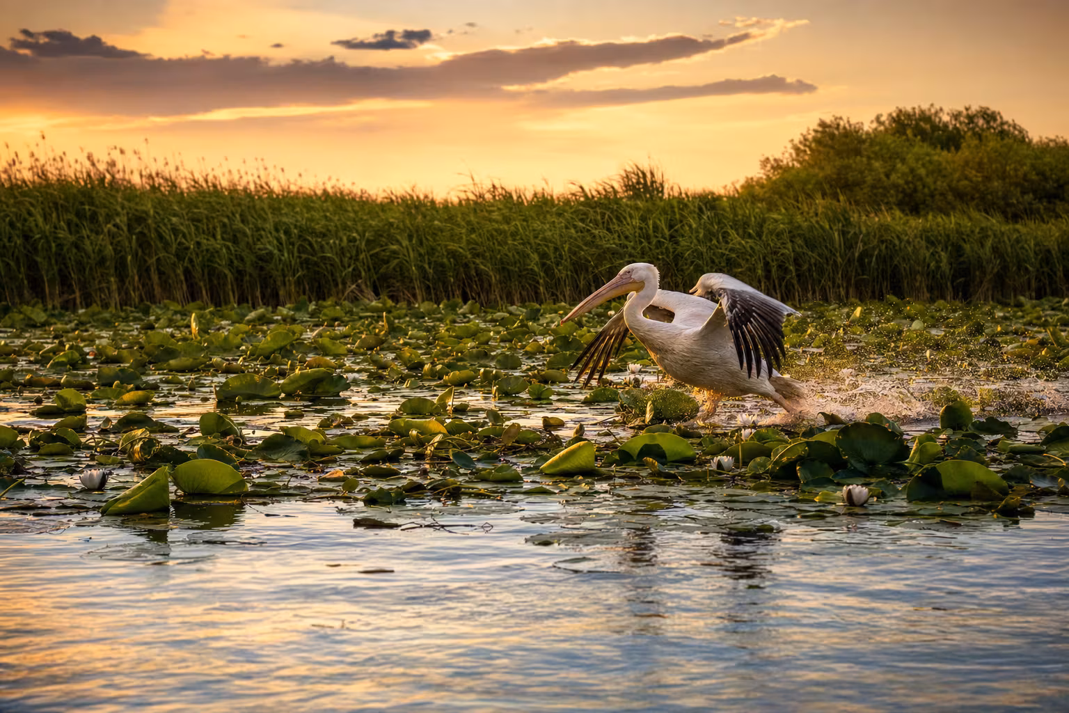 Delta Dunării: Excursie Ghid pentru o aventură în natură sălbatică